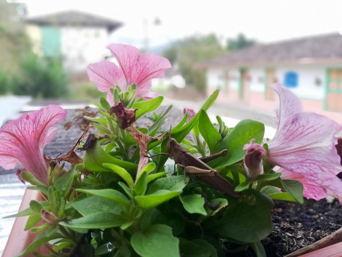 Posada Elenita 萨兰托 外观 照片